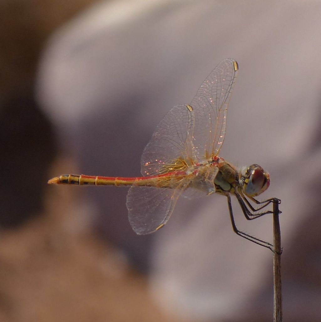 Sympetrum fonscolombii